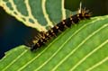 288 Schmetterlings-Raupen